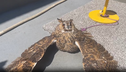 羽広げたフクロウ顔寄り