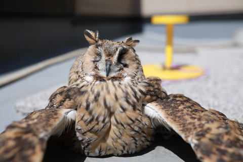 目をつむってるフクロウ