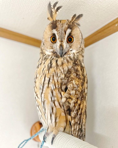 室内にいるフクロウ左右で羽角の長さ違う