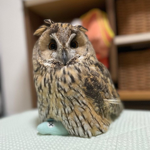 魚のおもちゃとフクロウ