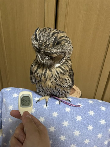 体温計を見るフクロウ