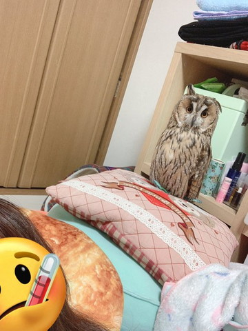 座布団の上にいるフクロウ