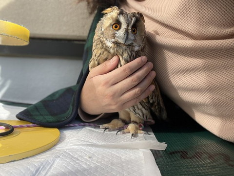 胸元に手添えられてるフクロウ