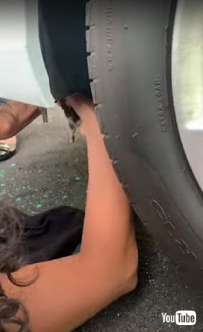 助け出される子猫