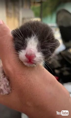 車の中にいた子猫