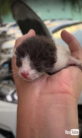 手の上にいる子猫