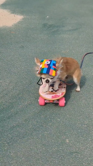 スケボーをこぐ犬