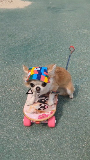 スケボーをこぐ犬