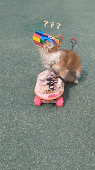 後方確認する犬