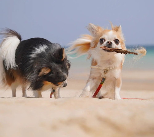 木をくわえる犬