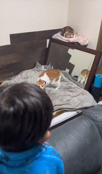 初めての「こども」に戸惑う猫たち