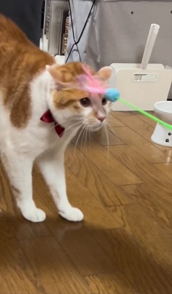 初めての「こども」に戸惑う猫たち