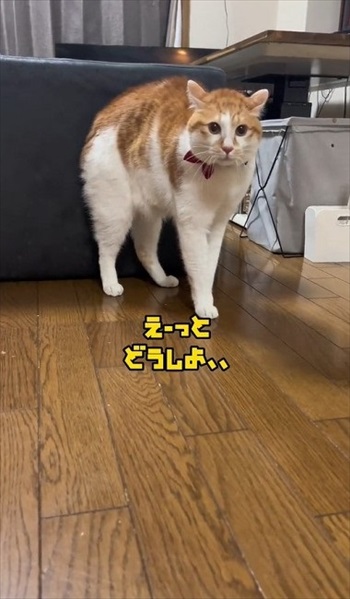 初めての「こども」に戸惑う猫たち