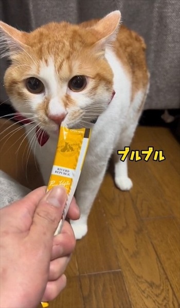 初めての「こども」に戸惑う猫たち