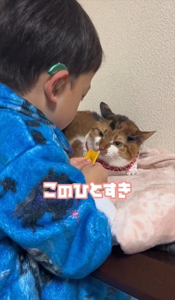 初めての「こども」に戸惑う猫たち