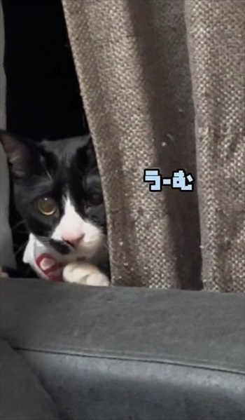 初めての「こども」に戸惑う猫たち