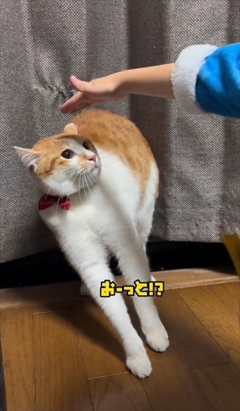 初めての「こども」に戸惑う猫たち
