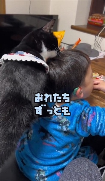 初めての「こども」に戸惑う猫たち