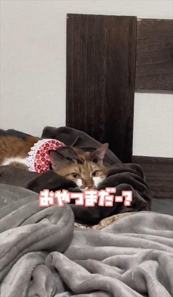 初めての「こども」に戸惑う猫たち