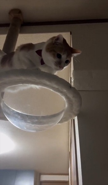 初めての「こども」に戸惑う猫たち