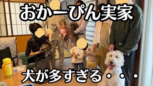 犬嫌いのデカわんこ