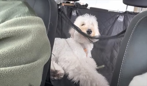 犬だらけの実家に帰ったら