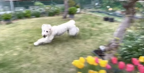 犬だらけの実家に帰ったら