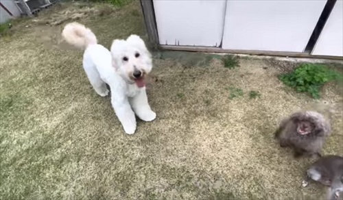 犬だらけの実家に帰ったら