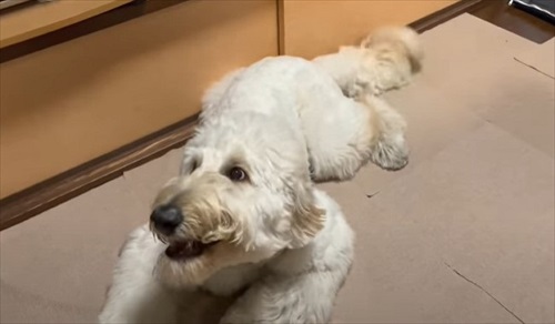 犬だらけの実家に帰ったら