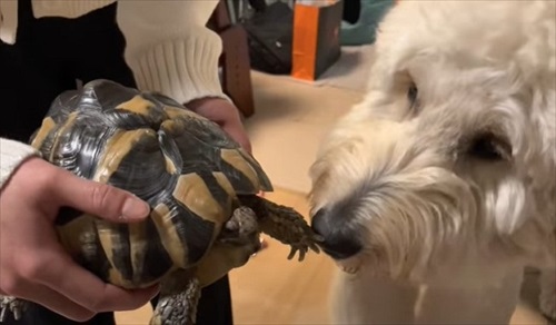 犬だらけの実家に帰ったら