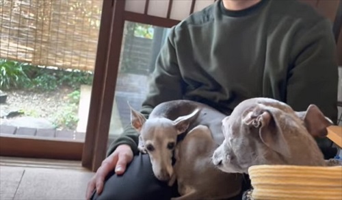 犬だらけの実家に帰ったら