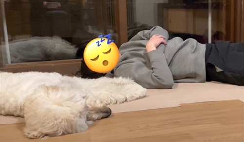 犬だらけの実家に帰ったら