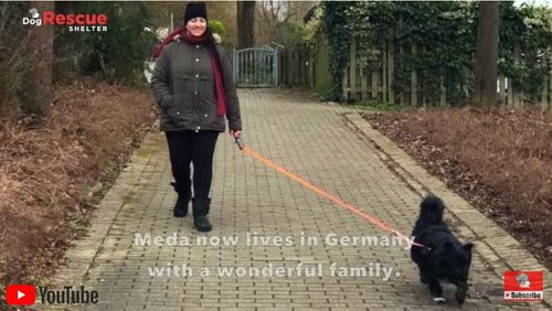 里親と散歩する犬