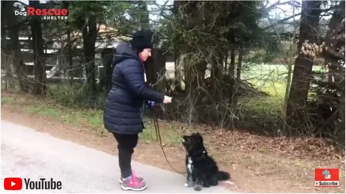 ドイツで暮らす子犬