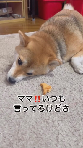 柴犬