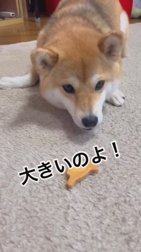 大きいクッキーと柴犬