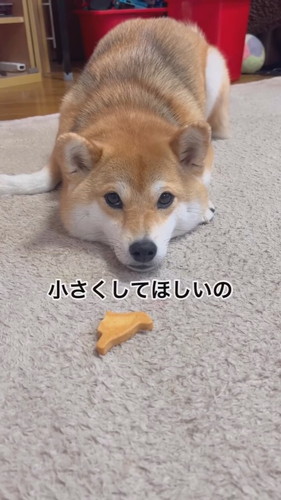 伏せる柴犬