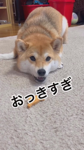 要求する犬