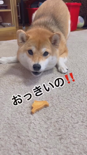強めに抗議する犬
