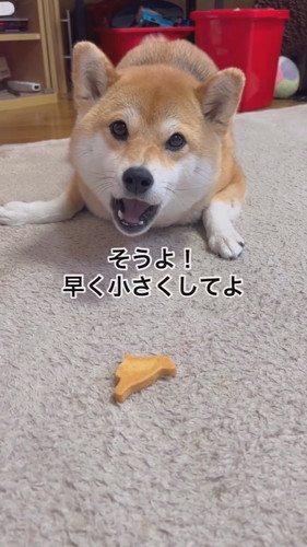 体を低くする犬