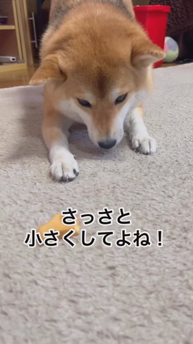 おいしそうに食べる犬