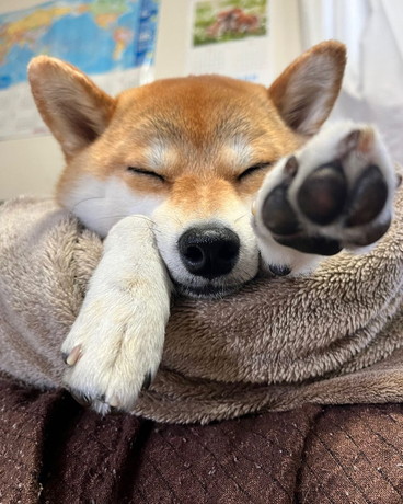 すやすやゆきちゃん