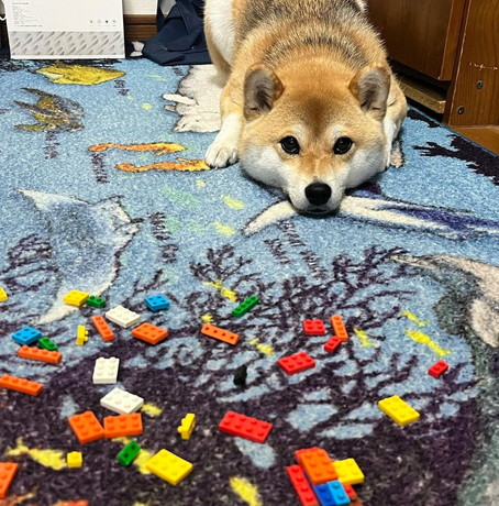 きゅるんとした目の柴犬