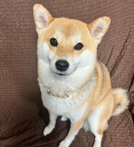 角度かわいい柴犬