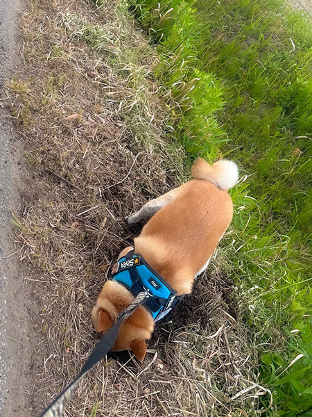 自由すぎる息子と柴犬