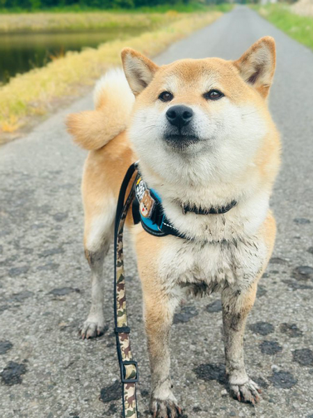 田んぼに落ちた柴犬