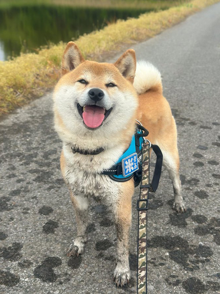 田んぼに落ちた柴犬
