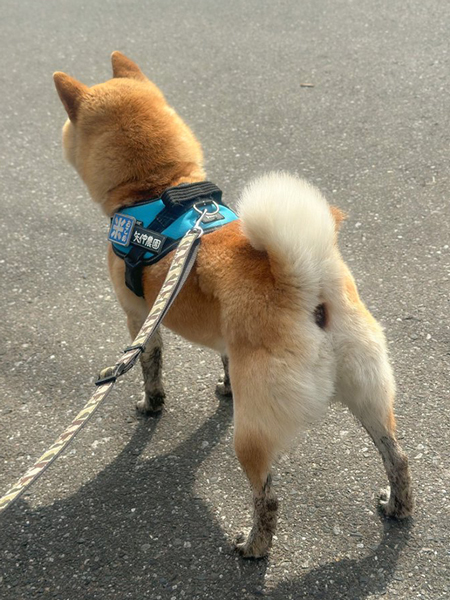 田んぼに落ちた柴犬