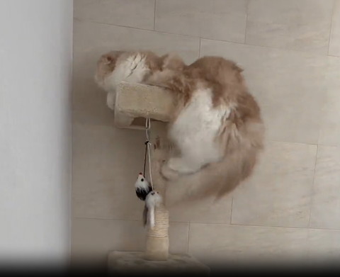 キャットタワーにのぼろうとする猫