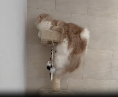 キャットタワーにのぼろうとする猫お尻がもふもふ